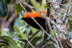 Crested Satinbird