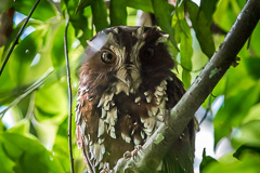 Feline Owlet-nightjar