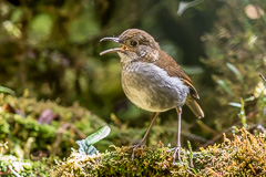 Greater Ground Robin