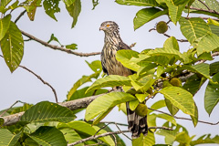 Long-tailed Honey Buzzard