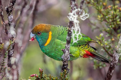 Painted Tiger Parrot