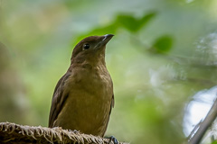 Vogelkop Bowerbird