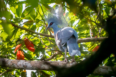 Western Crowned Pigeon