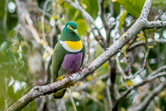 Geelvink Fruit Dove