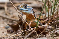 Common Butterfly Lizard