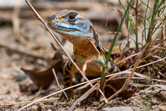 Common Butterfly Lizard