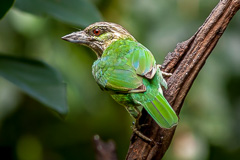 Green-eared Barbet