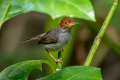 Ashy Tailorbird