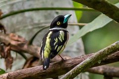 Black-and-yellow Broadbill