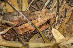 Burmese Horned Frog