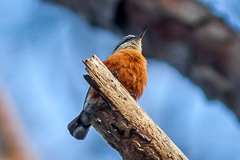 Burmese Nuthatch