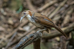 Large Scimitar Babbler