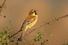 Plain-backed Sparrow