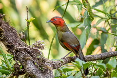 Scarlet-faced Liocichla