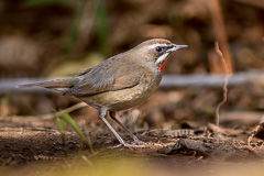 Siberian Rubythroat