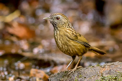 Streaked Wren-Babbler