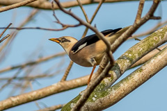 Vinous-breasted Myna