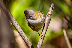 Whiskered Yuhina