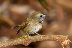 White-gorgeted Flycatcher