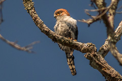 White-rumped Falcon