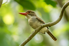 Banded Kingfisher