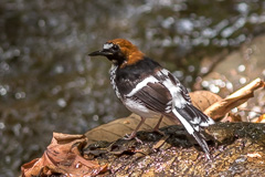 Chestnut-naped Forktail