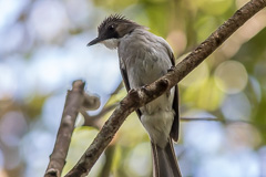 Cinereous Bulbul