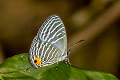 Malacca Cerulean