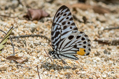 Malayan Zebra