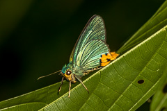 Yellow-tailed Awlking