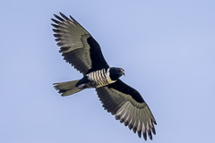 Black Baza