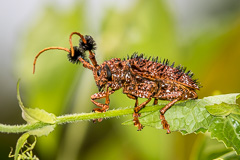 Aristobia horridula