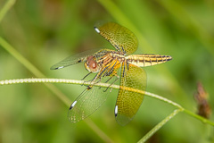 Blue-tailed Yellow Skimmer