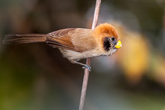 Spot-berasted Parrotbill