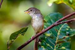 Brown Prinia