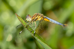 Blue-tailed Yellow Skimmer