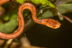 Hampton's Slug-eating Snake