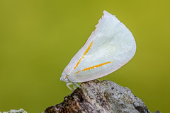 Lawana sp. Planthopper