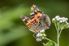 Indian Red Admiral