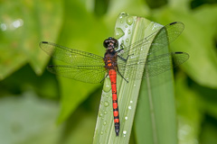 Amphithemis curvistyla