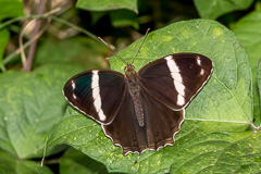 Banded Treebrown