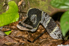 Common Bamboo Snake