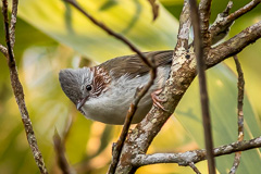 Indochinese Yuhina