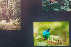 Paradise Tanager at Khun Nan