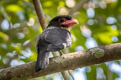 Dusky Broadbill