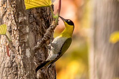 Black-headed Woodpecker