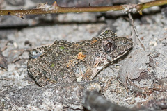 Chiang Mai Rain-pool Frog