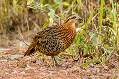 Mountain Bamboo Partridge