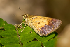 Purple-and-gold Flitter