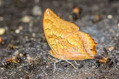 Yelllow Rajah